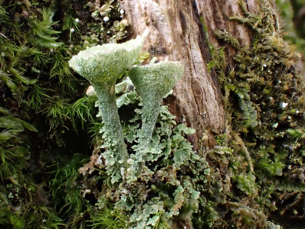 Pixie cup